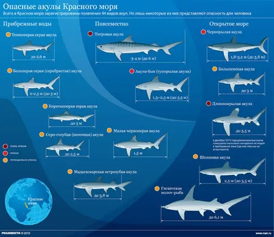 Самые опасные акулы Красного моря - РИА Новости, 06.12.2010