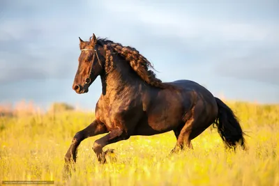 Статьи, Давайте разберёмся: все ли лошади нуждаются в конюшенном  содержании? | Prokoni.ru