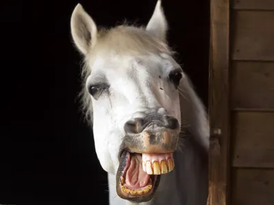 Коня на скаку остановит. Жительница Кубани - о лошадях и их характере |  ОБЩЕСТВО | АиФ Краснодар