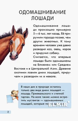 Купить Мини-книги Мини-энциклопедии. Всё о лошадях. Ранок А814004Р недорого
