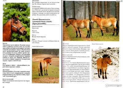 https://elmir.ua/children_s_literature/mini-books_mini-encyclopedias_all_about_horses_p_and814004p.html