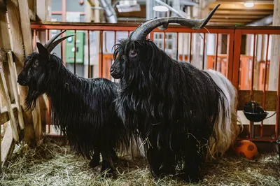 Англо Нубийская коза, заказать из Европы, цена - ТД Эльстадо