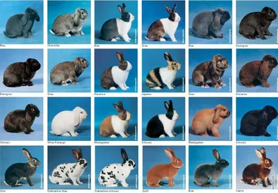 Все породы кроликов фото фото