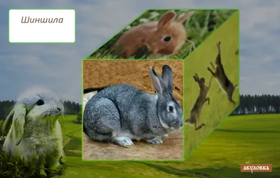 Все породы кроликов и их фото фото