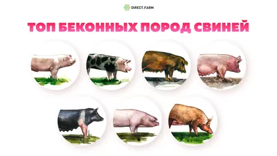 Все породы свиней фото