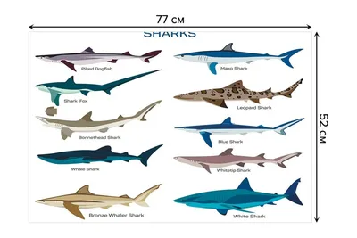 Акулы в Приморье 2022 год: какие виды акул обитают, как спастись от акулы,  что делать, если акула напала - KP.RU