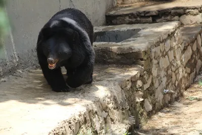 Сафари-Парк on Instagram: “❓А Вы знали, что все виды медведей очень умны?  😉 🐻 Эти животные невероятно любознательные, любят исследо… | Медведь,  Животные, Сафари