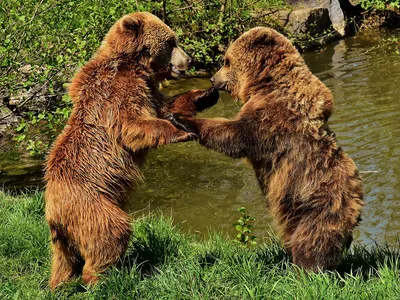 Самый большой медведь в мире