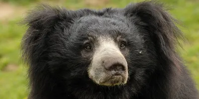 С приходом весны ожидается повышенная активность медведей | Город Boulder