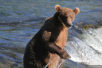 Самый большой медведь в мире