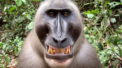 Самые необычные виды обезьян на планете - YouTube