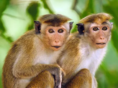 Щенок-обезьянка, сосущий пальцы Стоковое Фото - изображение насчитывающей  шерсть, мало: 165967864