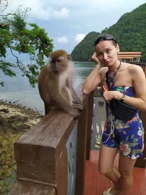 Носач: Примат с выдающимся достоинством | Интересные факты про обезьян -  YouTube | Примат, Носач, Интересные факты