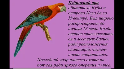 Содержание попугаев-неразлучников. Как определить пол попугая неразлучника