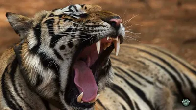 Каспийский тигр: как в Грузии убили последнего представителя уникального  вида