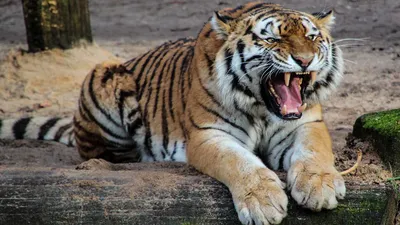 Международный день тигра: какие тигры стали самыми популярными –  Учительская газета