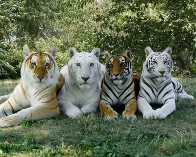 Балийский тигр | Вымершие животные вики | Fandom