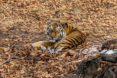 Исследование крупных кошачьих выяснило, что у тигров разные характеры  (Science, США) | 08.04.2023, ИноСМИ