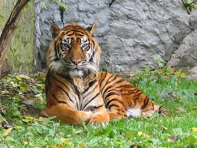 Факты о тиграх - В мире тигров осталось менее семи тысяч. В настоящий  момент все без исключения виды тигров внесены в Красную книгу, а охота на  них запрещена во всех странах. В