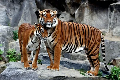 Тигр | zoo-ekzo.ru - Экзотические животные