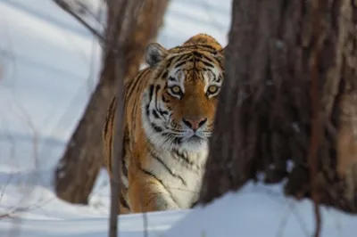 Амурский тигр — красота и сила в одном звере» — создано в Шедевруме