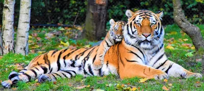 Тигры мира