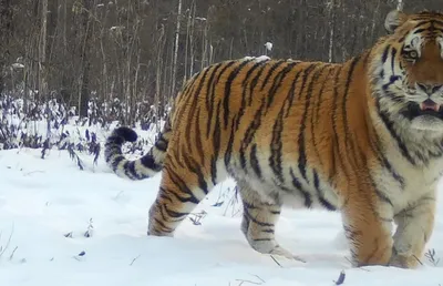 Год тигра: как мы можем помочь им процветать в дикой природе?