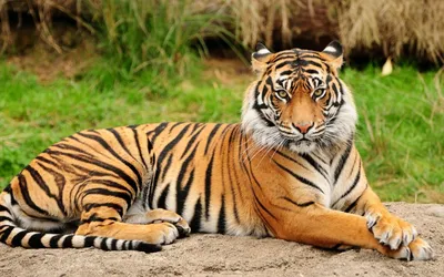 25 самых интересных фактов о тигре которые вы не знали(часть 1) | Мир  Животных | Дзен