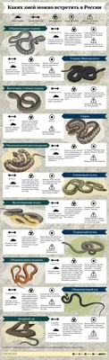 Все виды змей фото