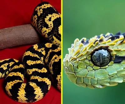 Завораживающая опасность: самые красивые змеи в мире (Фото) - Телеграф