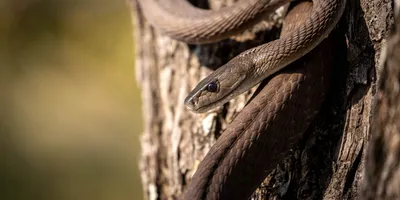 Рейтинг опасных ядовитых змей в Камбодже. Что делать при встрече со змеей?