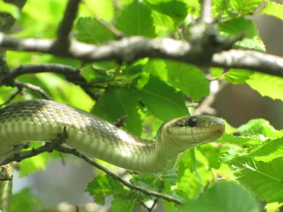 Ядовитые змеи будут чаще кусать людей — этому есть весомая причина -  Hi-News.ru