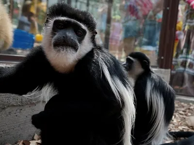 Зоологи усомнились в общепринятых теориях происхождения цветного зрения  приматов