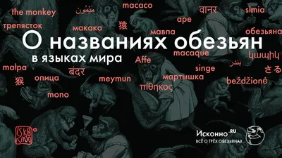 Тайны XX века: 50 лет назад шимпанзе развязали в Африке гражданскую войну -  KP.RU