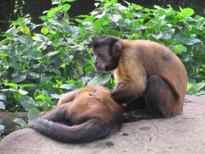 Сколько в зоо обезьян? - Zoo