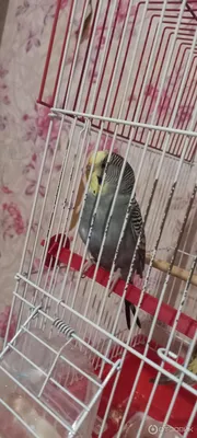 Попугаи Одессы 🦜 (@birds_zoomag) • Instagram photos and videos