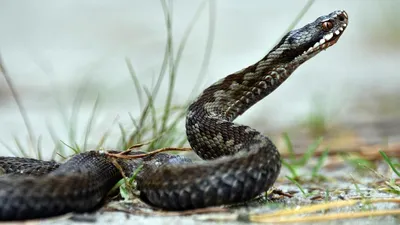 Zoo Family Kiev - Король всех змей🐍👑 ⠀ 🔸Тигро́вый пито́н(Python molurus)  — крупная неядовитая змея из рода настоящих питонов. Один из самых  известных видов рода. . Ждём вашего звонка для приобретения животных