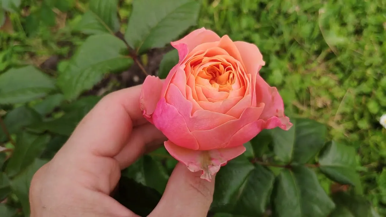 Вувузела роза описание сорта фото