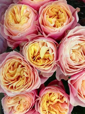 Сорт розы вувузела - 73 фото