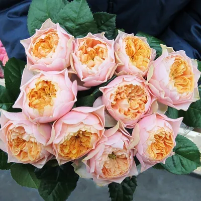Сорт розы вувузела - 73 фото