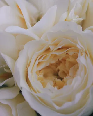 Монобукет невесты №28 из роз Вувузела купить с доставкой по Минску - Acuba  di Flora