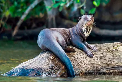 Фото животных: Выдра. Ирина (Черная Кошка). - ANIMAL PHOTO