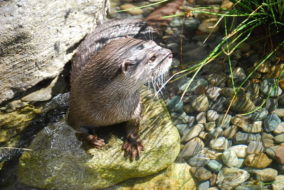 Furry river otters