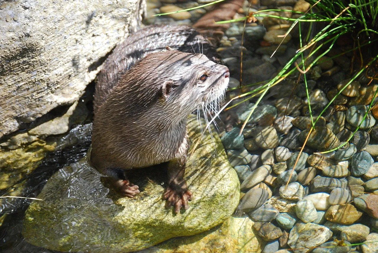 Furry river otters often sound