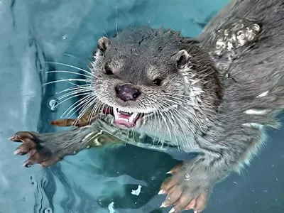 Речная выдра | Otters cute, Cute animals, Baby animals