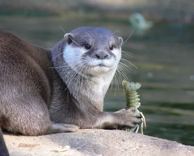 выдра под водой: 8 тыс изображений найдено в Яндекс.Картинках | Animals,  Otters, Sea otter