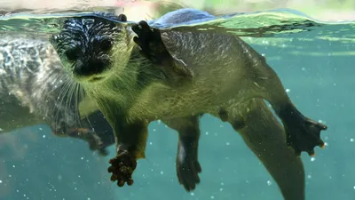 Rescued Sea Otters Katmai and Hardy Rafting - YouTube