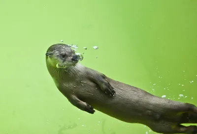 Кормление Выдры В Воде Страуда — стоковые фотографии и другие картинки  Великобритания - Великобритания, Вода, Выдра - iStock