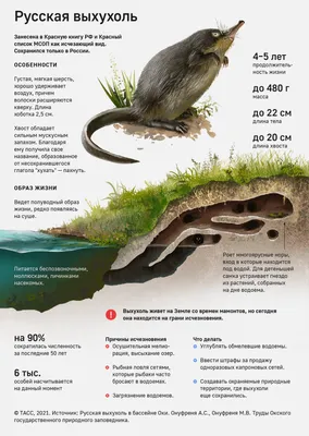 Русская выхухоль: небольшое млекопитающее, весом до 480 г и 22 см в длину