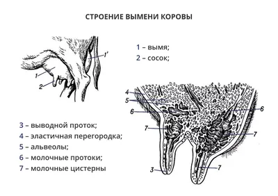 Язвы на вымени коровы. Фото. | Fermer.Ru - Фермер.Ру - Главный фермерский  портал - все о бизнесе в сельском хозяйстве. Форум фермеров.